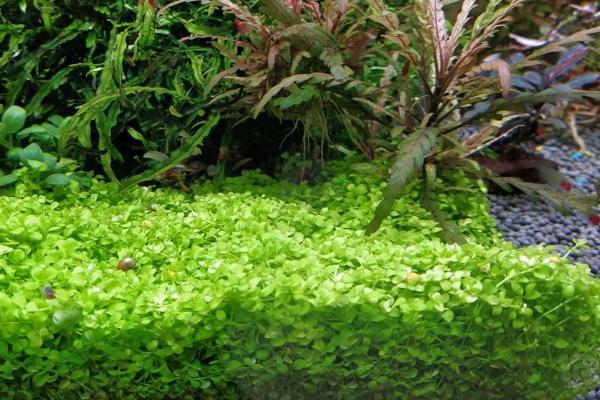 矮珍珠属于阴性水草吗，非常喜欢光照