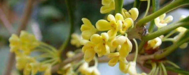 桂花种植注意事项