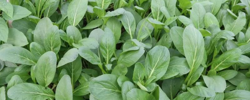 菜心种植时间和方法
