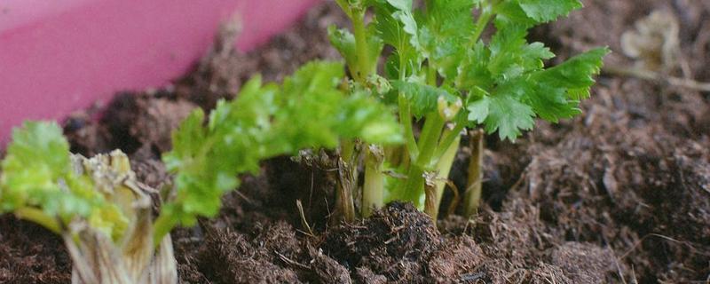 香菜根种植方法