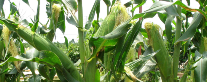 玉米控旺药什么时候打