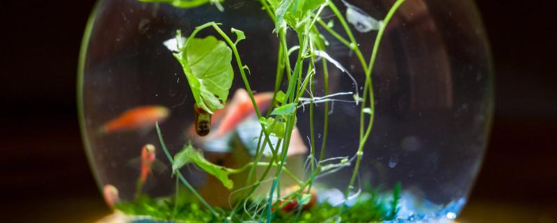 24cm的鱼缸适合养几条鱼