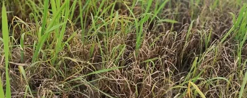 敌稗除草剂使用方法
