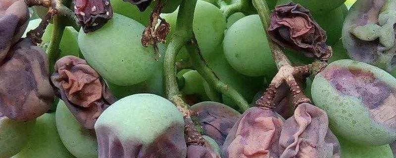 葡萄白腐病怎么防治