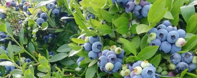 蓝莓田间管理办法