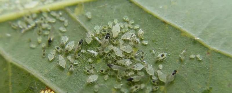 高效氯氟氰菊酯用量