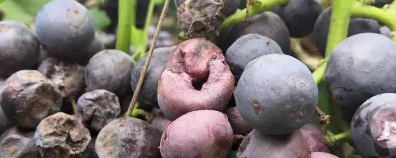葡萄酸腐病的防治措施