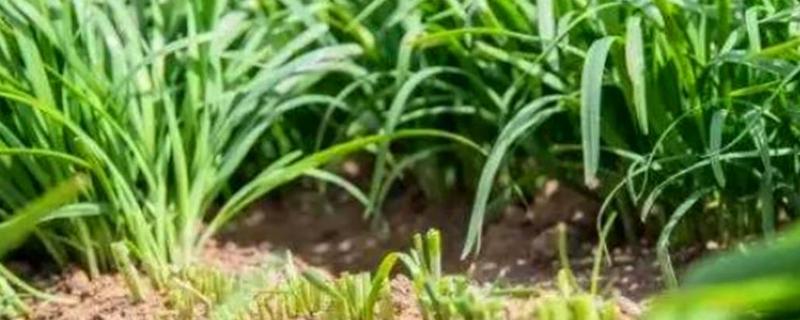 韭菜种植时间及方法