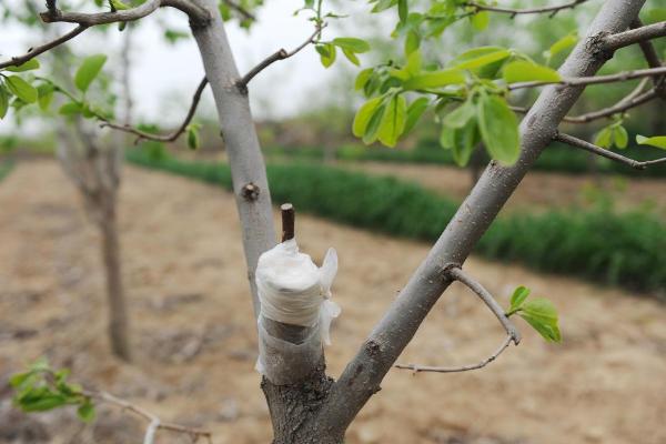 柿子树什么时候施肥，早熟品种的施肥时间为7月份左右