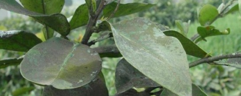 果树煤烟病特效药
