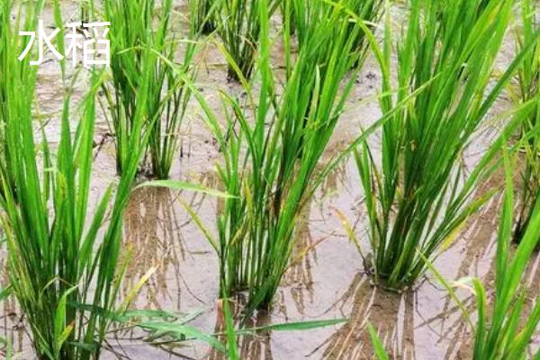 水稻和稗草有什么区别，稗草无叶舌与叶耳