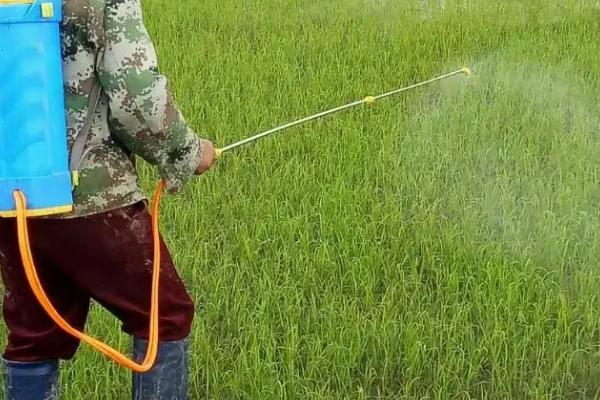 水稻和稗草有什么区别，稗草无叶舌与叶耳