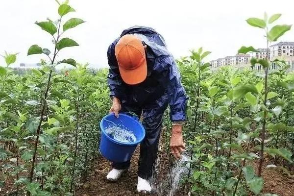 微肥施用注意事项，作物对微量元素需求非常大