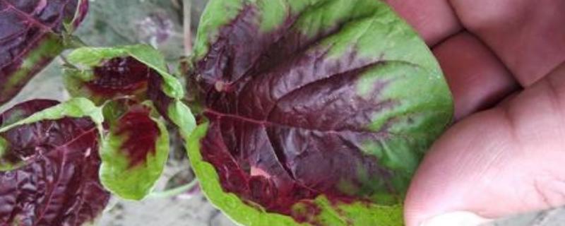 虫螨腈产生药害的原因