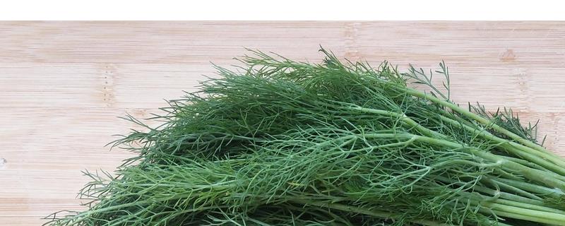 茴香的种植方法