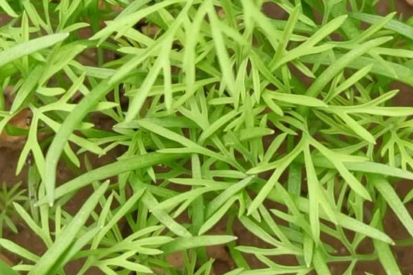 茴香的种植方法，“春分”至“清明”间播种