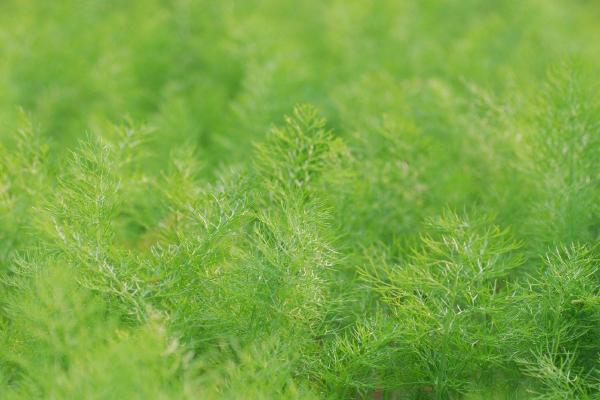 茴香的种植方法，“春分”至“清明”间播种