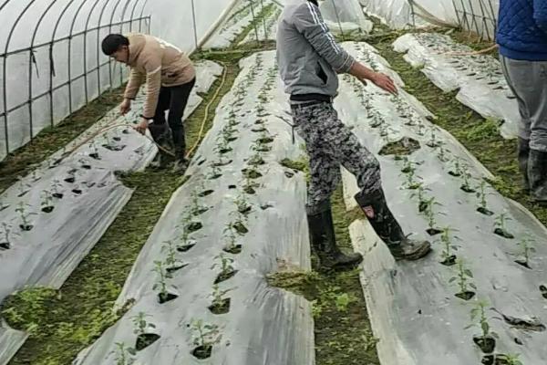 辣椒移栽后如何追肥，生长期长需肥量大