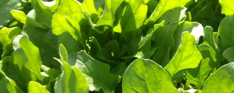 菠菜白斑病防治办法