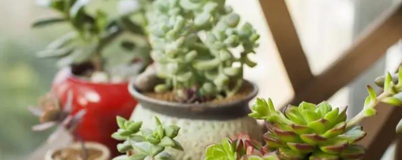 怎么养多肉植物