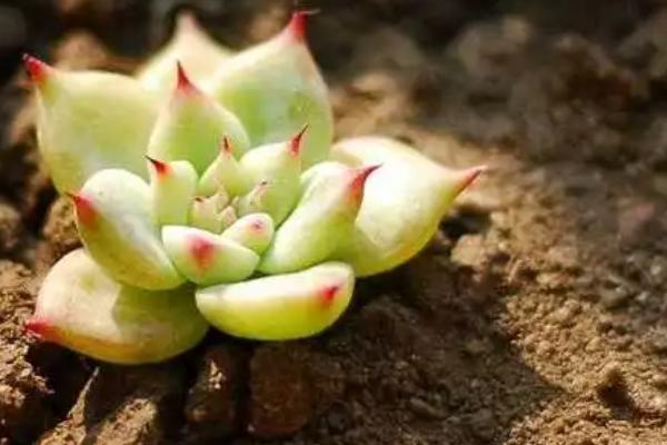 怎么养多肉植物，都离不开充足的阳光
