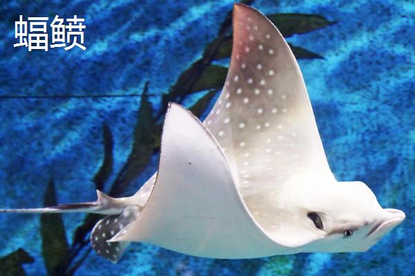 蝠鲼是什么鱼，魟鱼、鳐鱼和其外形相似