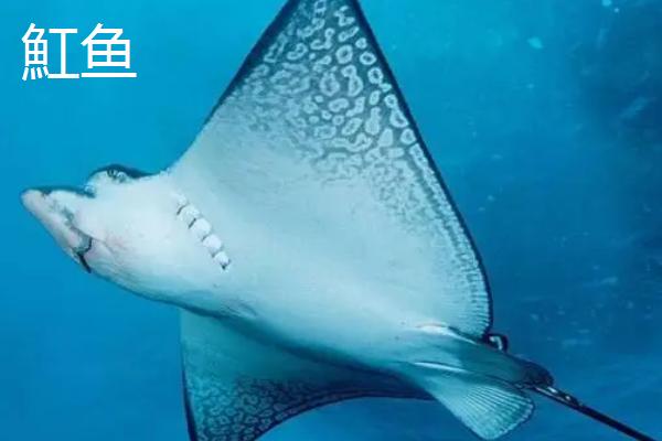 蝠鲼是什么鱼，魟鱼、鳐鱼和其外形相似