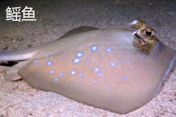 蝠鲼是什么鱼，魟鱼、鳐鱼和其外形相似