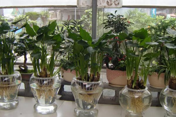水培植物营养液如何使用，需要根据所栽植物的品种决定