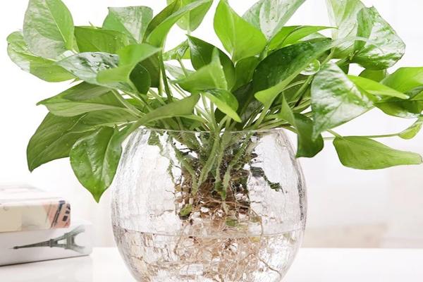 水培植物营养液如何使用，需要根据所栽植物的品种决定