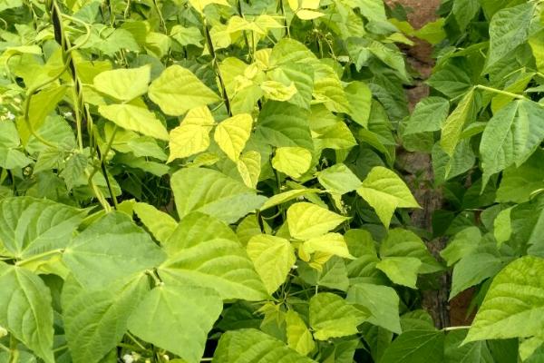 芸豆底叶发黄的原因，要提前进行预防