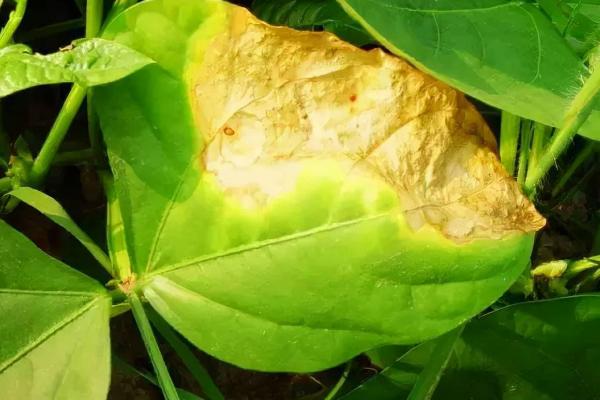 芸豆底叶发黄的原因，要提前进行预防