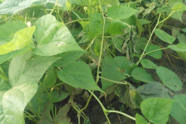 芸豆底叶发黄的原因，要提前进行预防