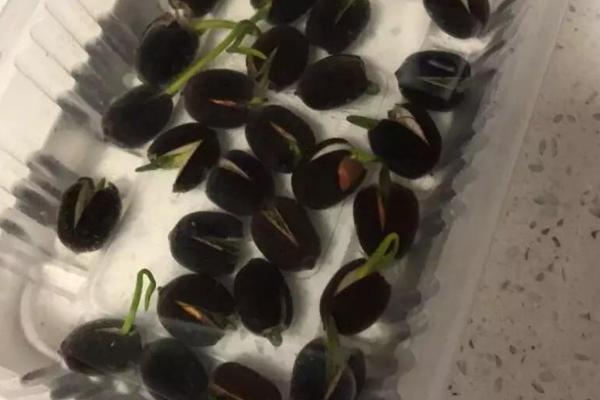 碗莲怎么养殖，播种前要磨破果皮