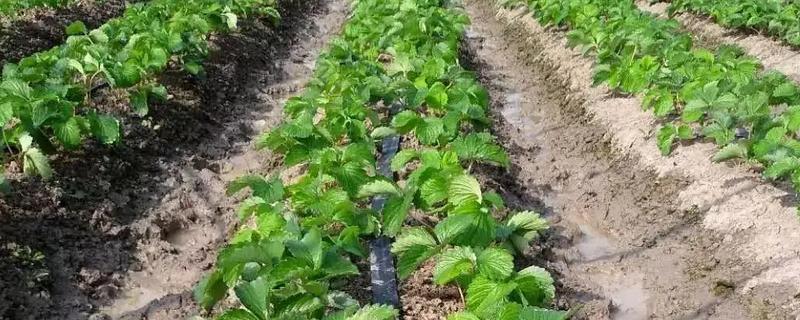 蹲苗方法是怎样的