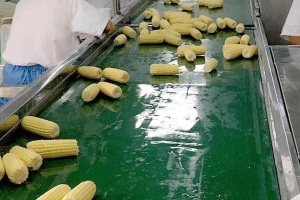 营养型玉米加工要点，使用面筋含量高的强力粉可增加粘结力