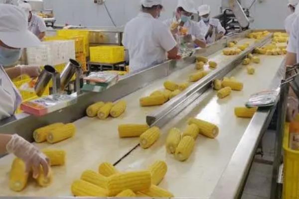 营养型玉米加工要点，使用面筋含量高的强力粉可增加粘结力