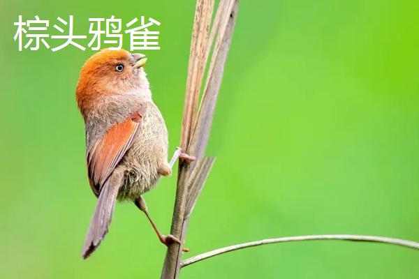 哪些鸟蛋呈绿色，八哥和画眉鸟会产绿色蛋