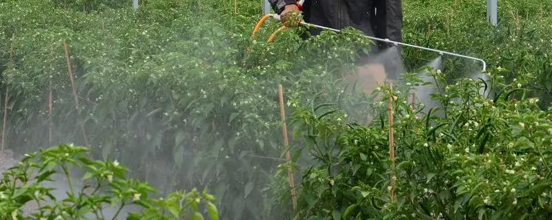 乐果喷菜安全期多少天