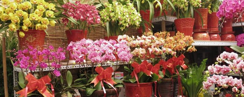 想种植花卉怎么起步