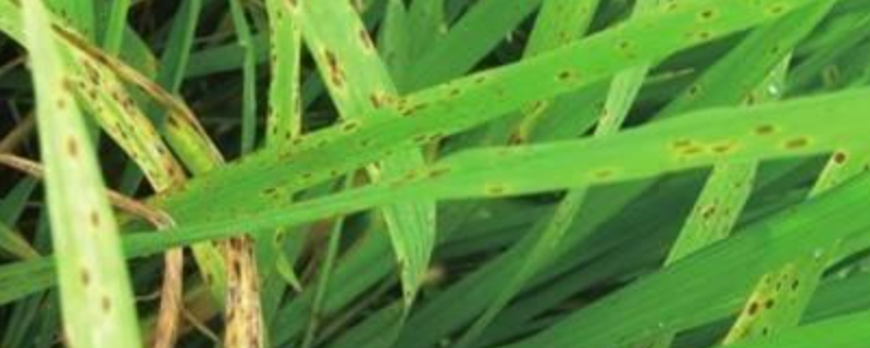 水稻胡麻叶斑病特效药有哪些