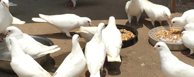 一对幼鸽怎么开家