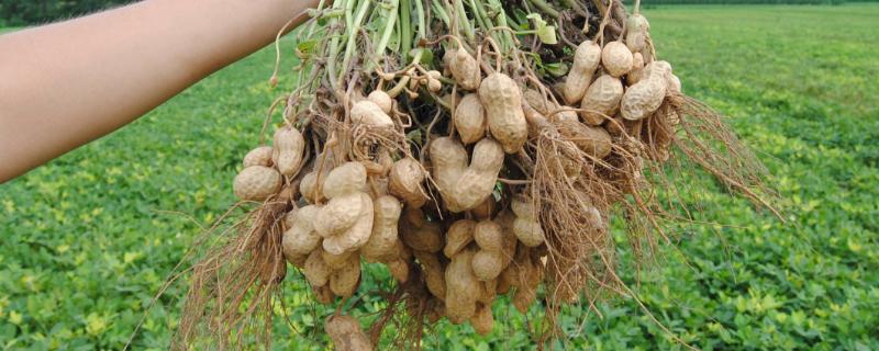 春花生病虫害防治药剂