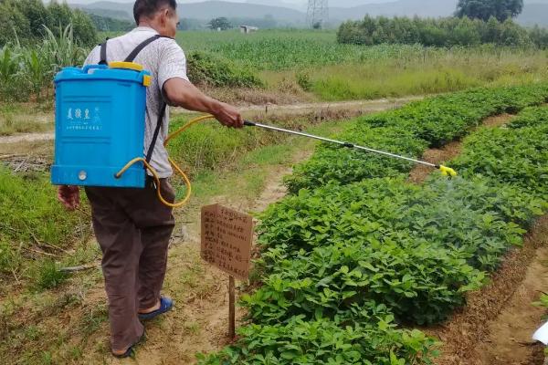 春花生病虫害防治药剂，针对病虫害类型要使用不同的药物