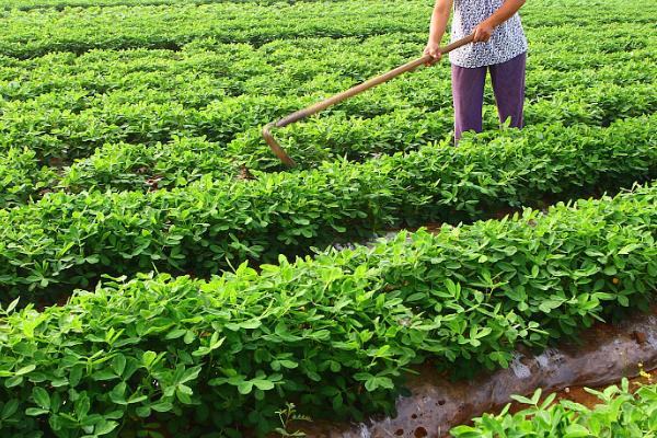 春花生病虫害防治药剂，针对病虫害类型要使用不同的药物