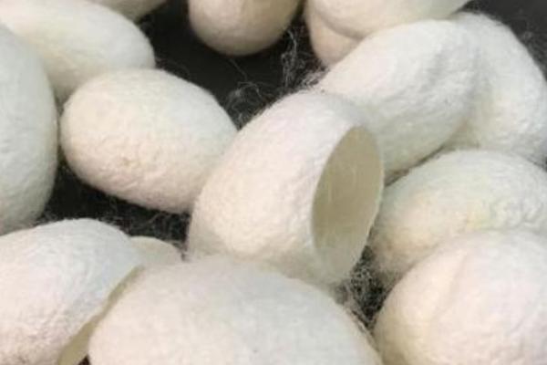 蚕茧由什么构成，组成物质主要是蚕丝