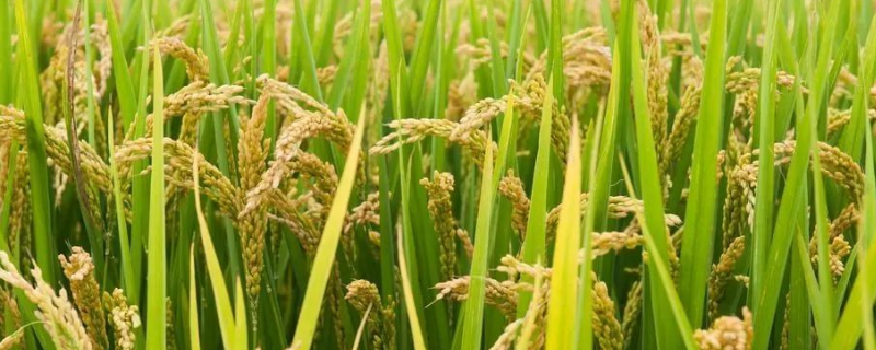 水稻基腐病用什么药