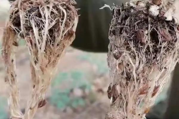 如何让西红柿快速生根，使用生根肥可以促进根系生长
