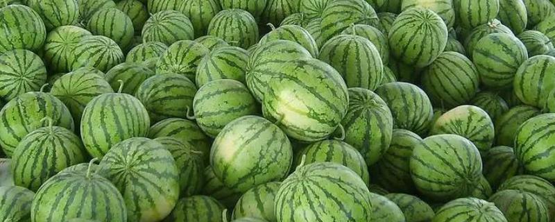 西瓜人工授粉方法
