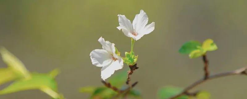 樱花病虫害症状与防治